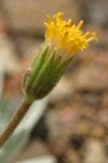Silky Raillardella blossom detail