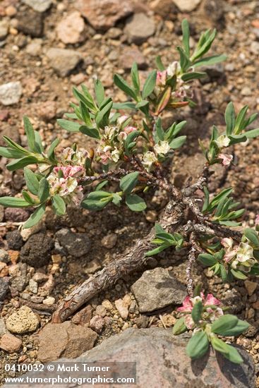 Shasta Knotweed
