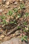 Shasta Knotweed