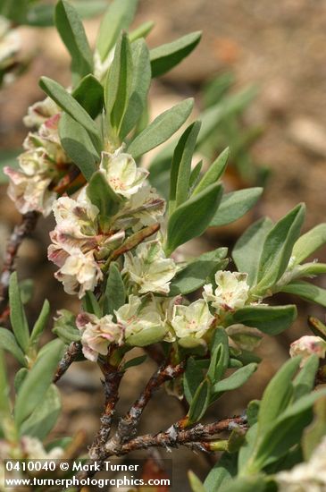 Shasta Knotweed blossoms & foliage detail