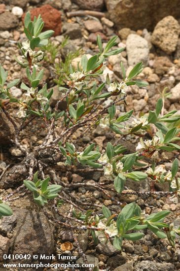 Shasta Knotweed