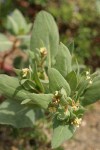 Newberry's Knotweed blossoms & foliage
