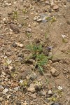 Crater Lake Sandwort