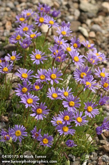 Blue Dwarf Fleabane