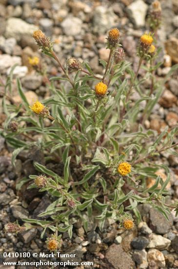 Shasta Tansyaster