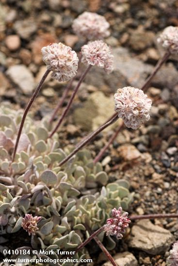 Eriogonum ovalifolium var. nivale