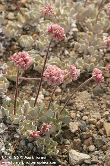 Cushion Buckwheat