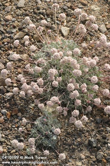 Cushion Buckwheat