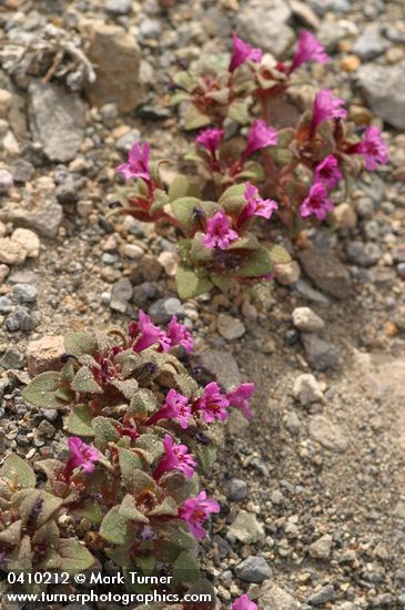 Dwarf Purple Monkey Flower