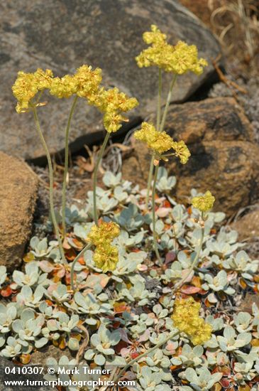 Ternate Buckwheat
