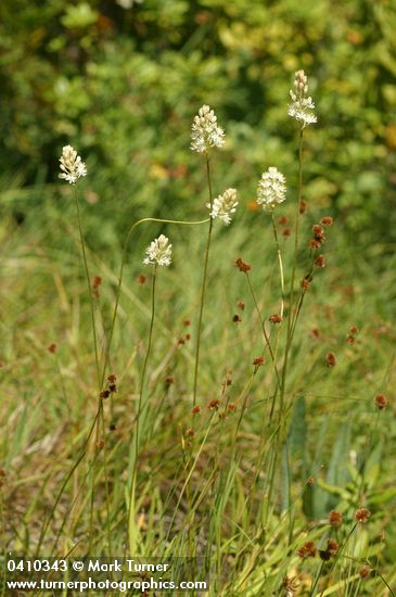 Triantha occidentalis