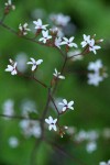 Western Boykinia blossoms detail
