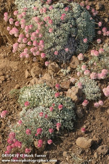 Cushion Buckwheat