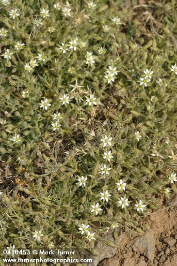 Brittle Sandwort