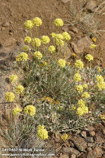 Cushion Buckwheat
