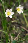 Lloydia serotina