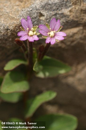 Talus Willowherb blossoms & foliage detail