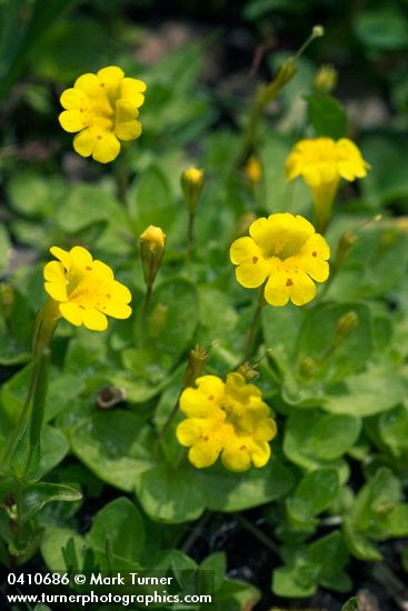 Erythranthe primuloides