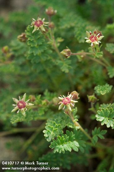 Ivesia baileyi var. beneolens