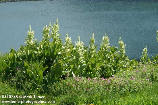 Veratrum californicum