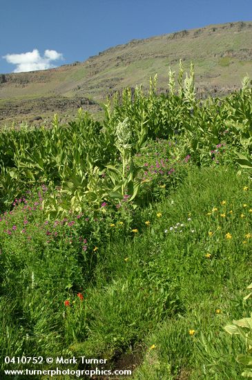 Veratrum californicum