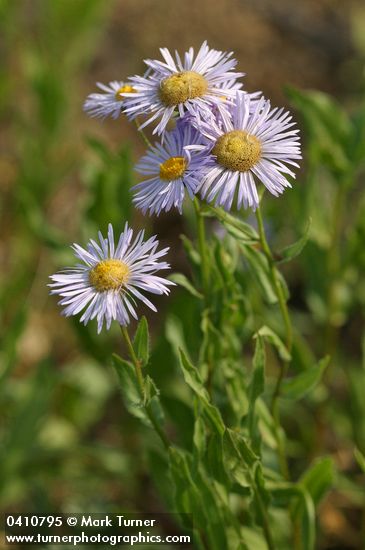 Showy Fleabane blossoms detail