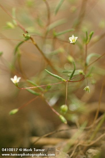 Harkness Linanthus