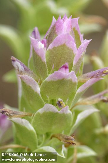 Copeland's Owl Clover bracts & blossoms detail
