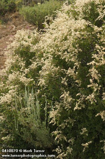 Holodiscus discolor