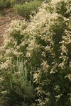 Oceanspray