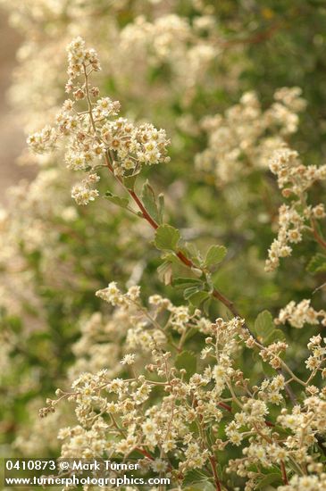 Holodiscus discolor