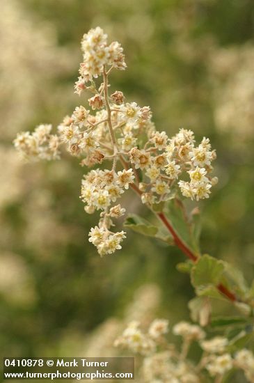 Holodiscus discolor