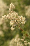 Oceanspray blossoms