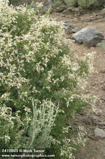 Holodiscus discolor