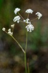 Perideridia montana