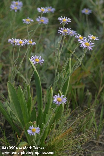 Foothill Daisies