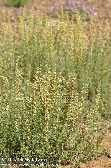 Lemon Sagewort