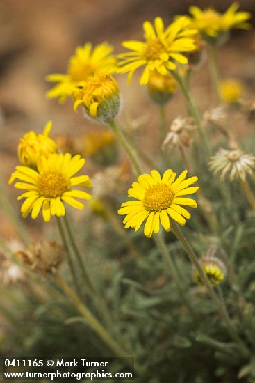 Dwarf Golden Daisy