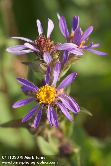 Eurybia integrifolia