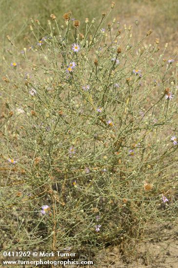Hoary Aster