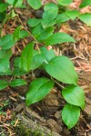 Gaultheria ovatifolia