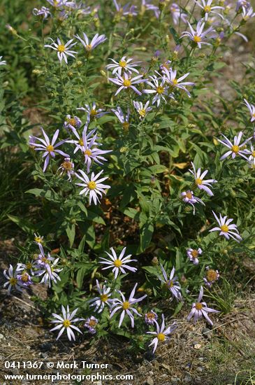 Aster ledophyllus