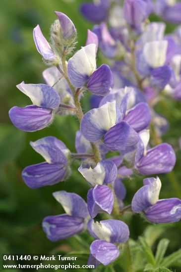 Lupinus latifolius var. subalpinus