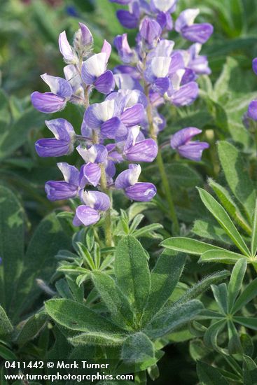 Lupinus latifolius var. subalpinus