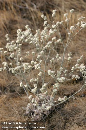 Strict Buckwheat