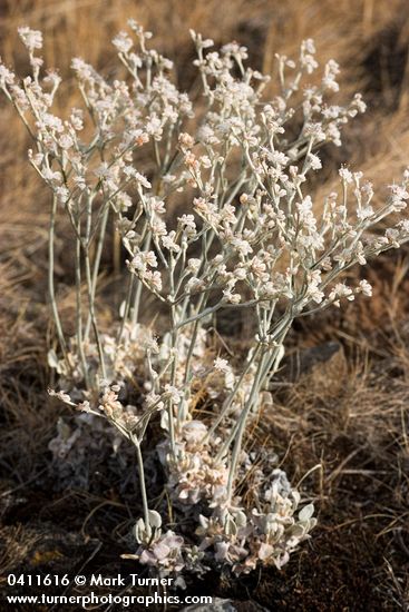 Strict Buckwheat