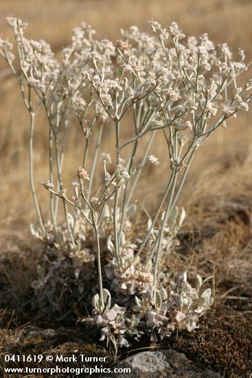 Strict Buckwheat