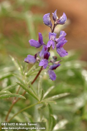 Mt. Adams Lupine