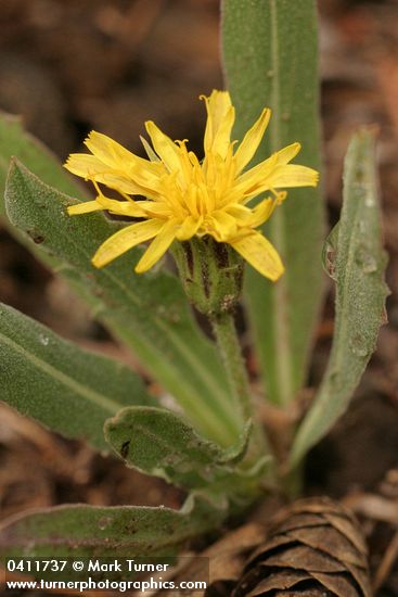 Smooth Mountain Dandelion