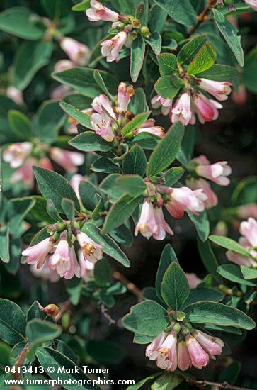 Symphoricarpos rotundifolius